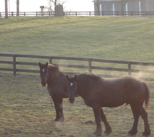 Bud and Joe steaming in a field