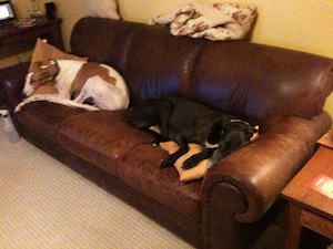 Kindred and Cork on a couch